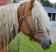 Tyroler Haflinger Tessa