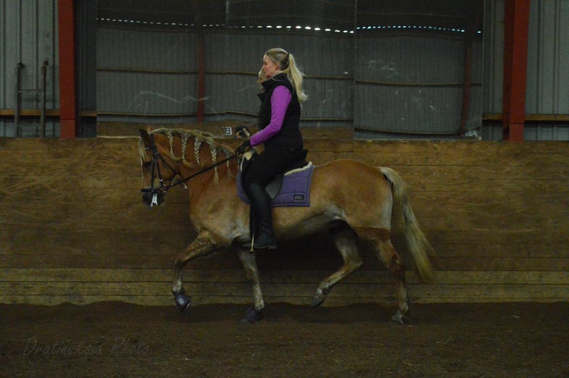 Tyroler Haflinger Minka af Brunbjerg - Minka og Didde 4/11 13  billede 2