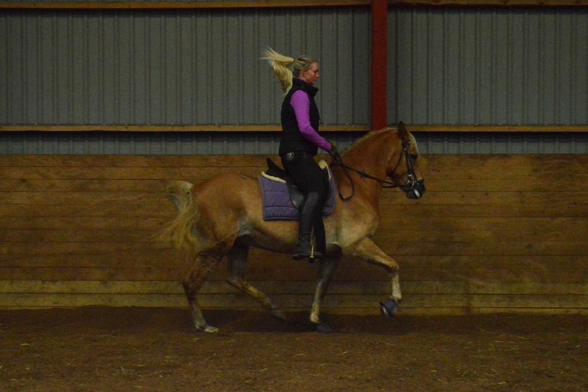 Tyroler Haflinger Minka af Brunbjerg - Sure Minka, ligner næsten piaff xD billede 23