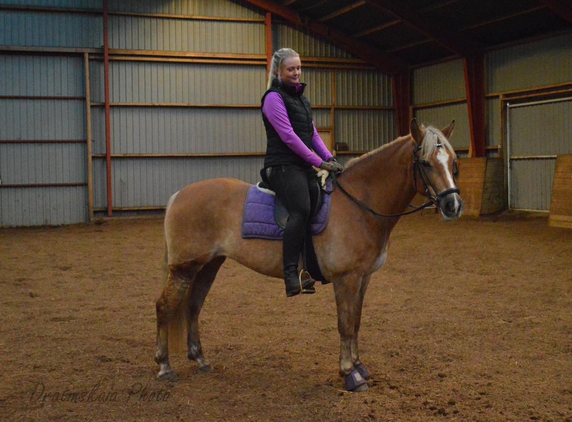 Tyroler Haflinger Minka af Brunbjerg - Minka og Didde 4/11 13 billede 17
