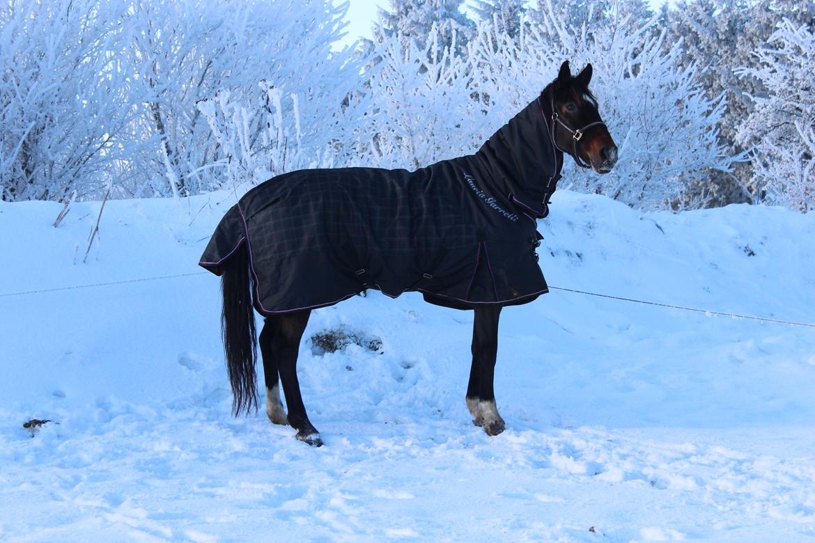 Holstener Fany Porsbøl - En smuk vinterdag :-) billede 12