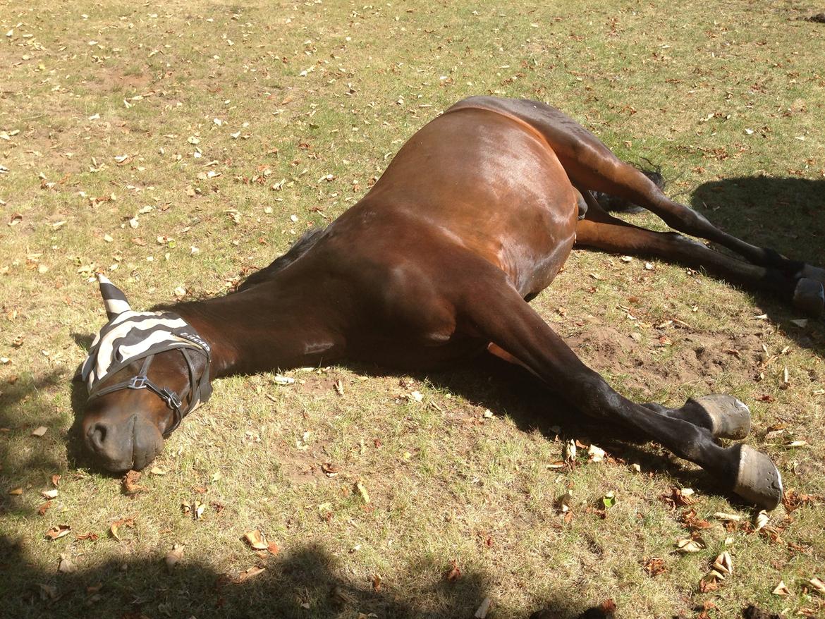 Dansk Varmblod Casino Royale SOLGT billede 19