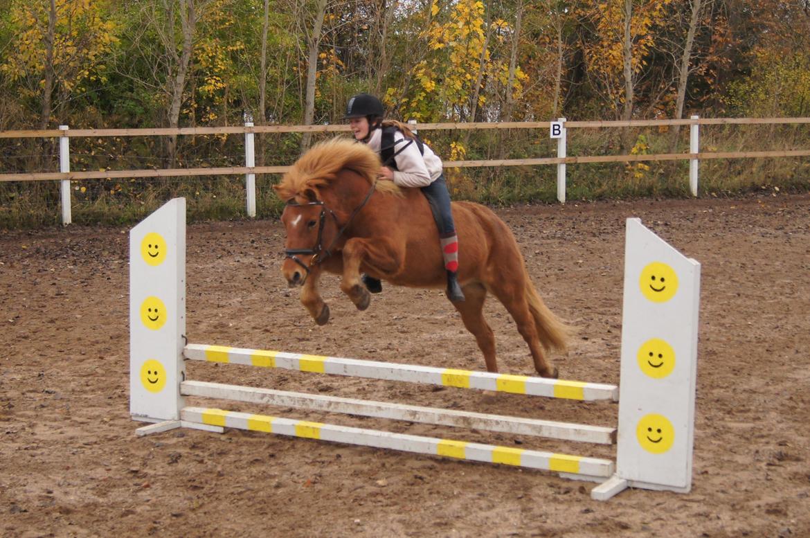 Islænder Drengür - I oktober 2012 <3 ~Foto~ Inger billede 13