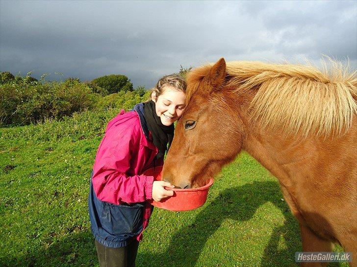 Islænder Drengür - Dejlige dreng <3 ~Foto~ Signe billede 30