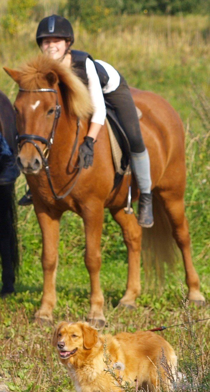 Islænder Drengür - Savner Tessa <3 ~Foto~ Mor billede 3