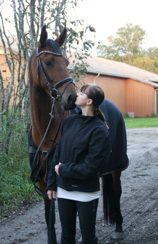 Dansk Varmblod Tirane - Kys mig :) billede 4