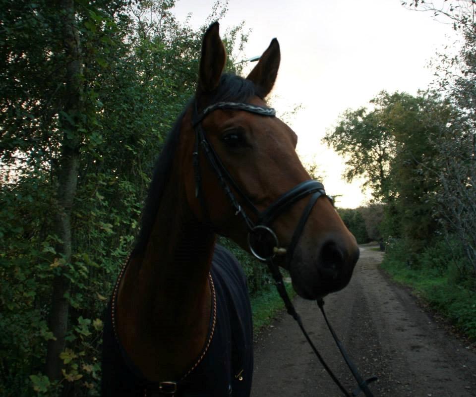 Dansk Varmblod Tirane billede 5