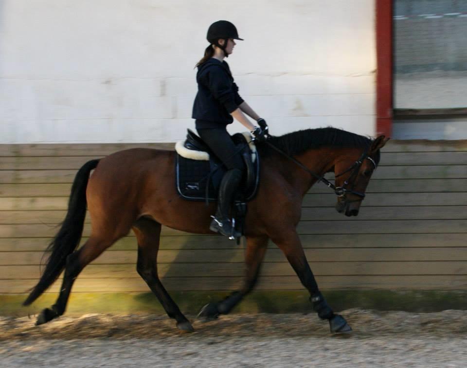 Dansk Varmblod Tirane - Træning :) billede 6