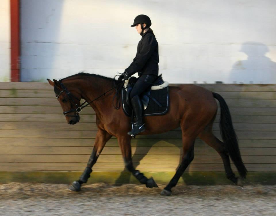 Dansk Varmblod Tirane - Træning :) billede 7