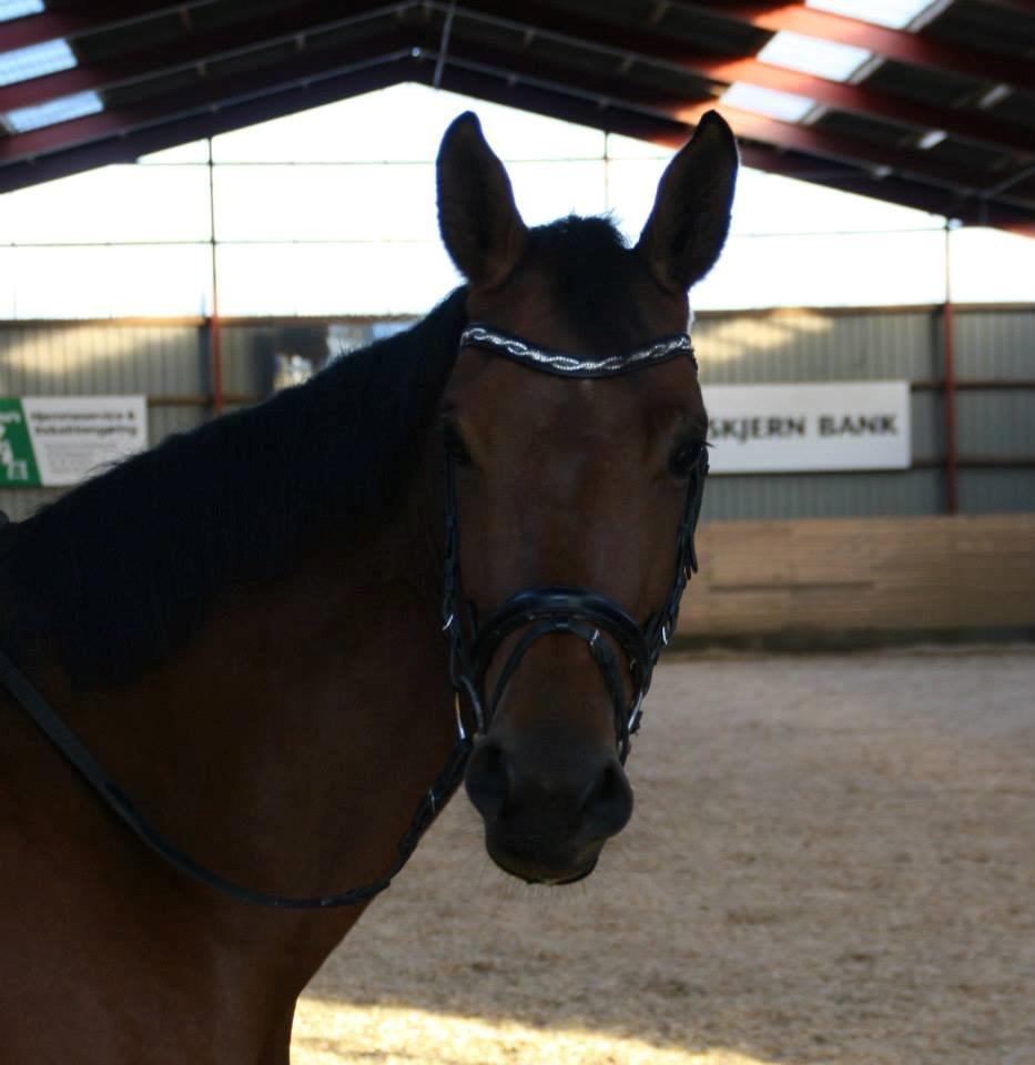 Dansk Varmblod Tirane - se smukke mig :) <3 billede 10