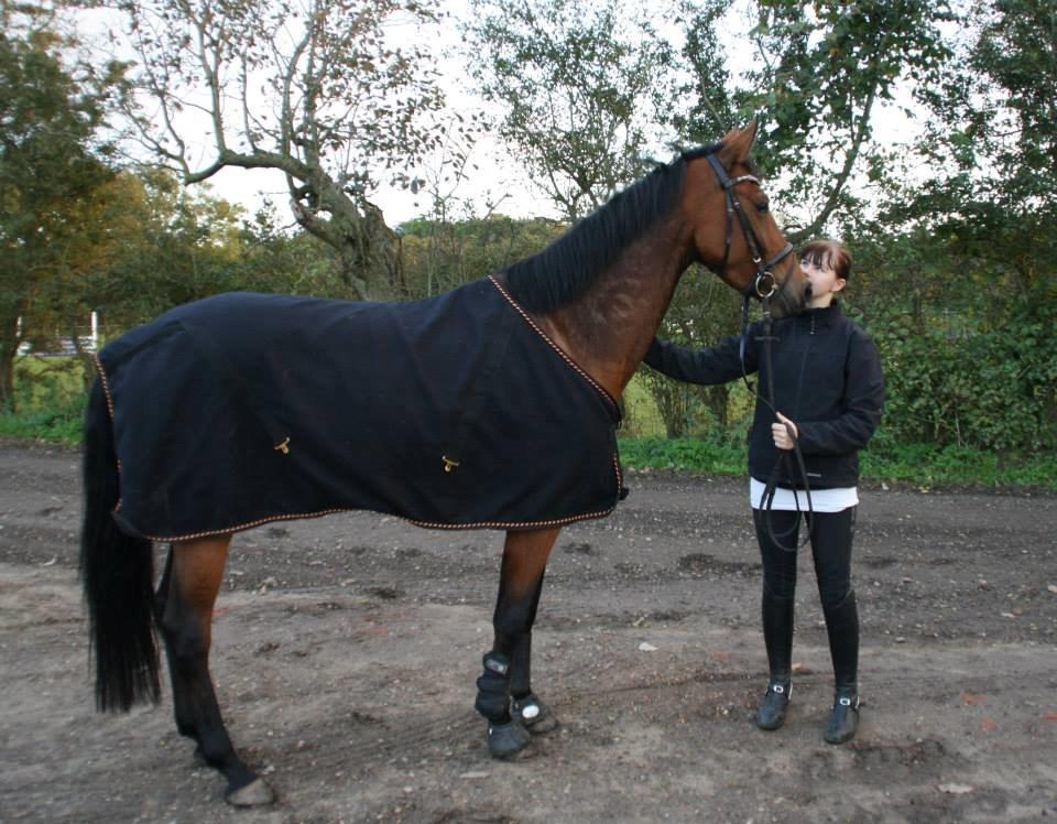 Dansk Varmblod Tirane billede 11