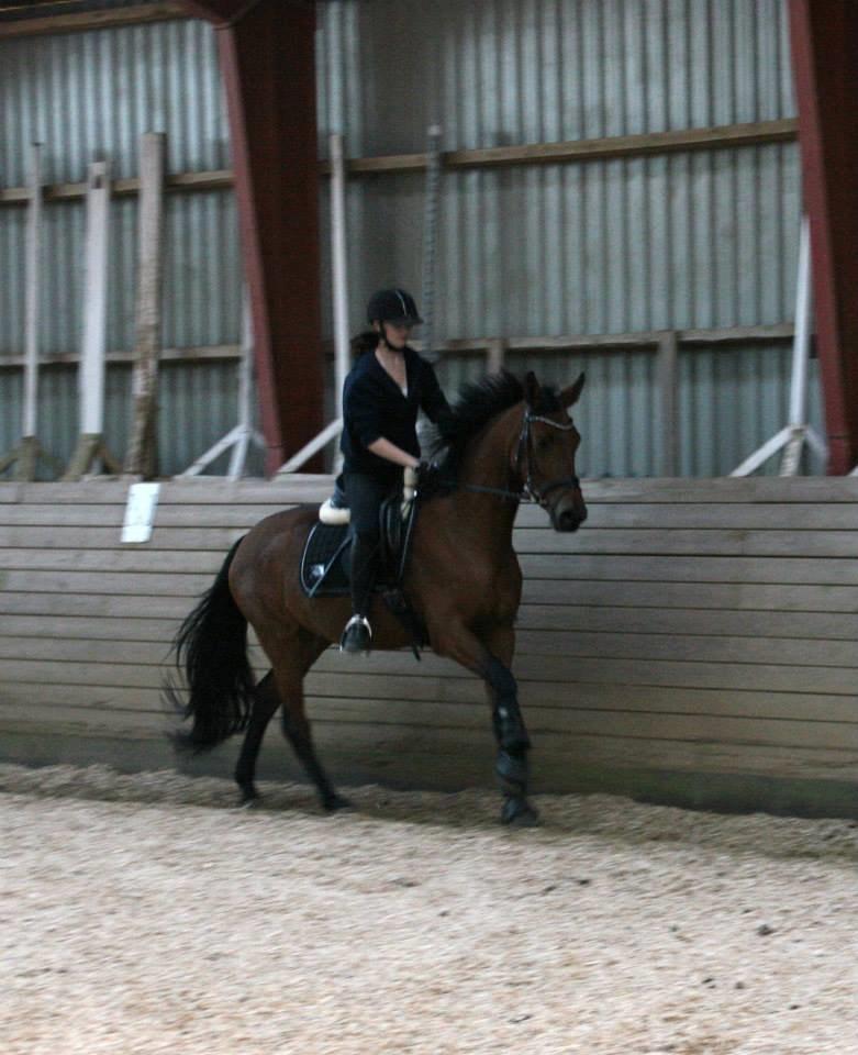 Dansk Varmblod Tirane - træning :) billede 12