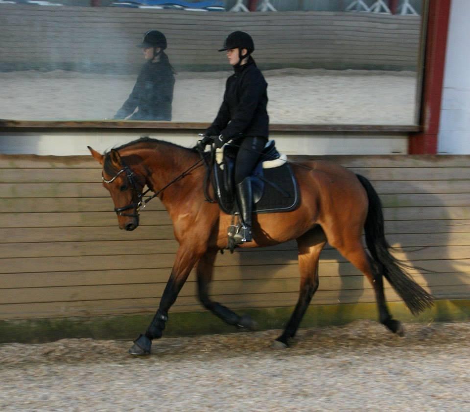 Dansk Varmblod Tirane - Træning :) billede 13
