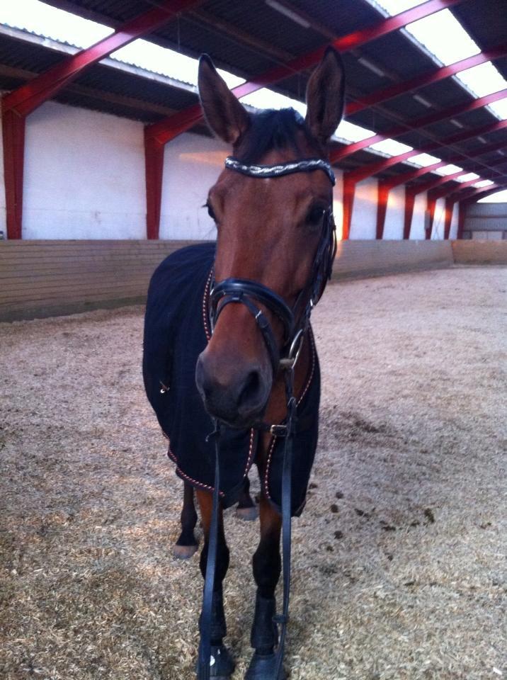 Dansk Varmblod Tirane billede 14