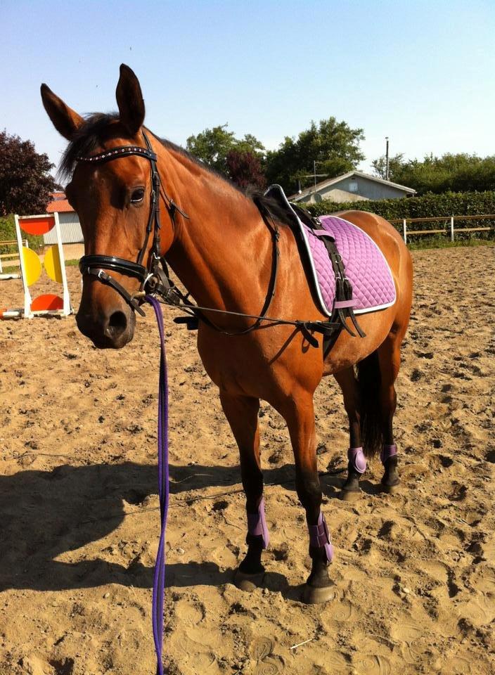 Dansk Varmblod Tirane - Tirane i sit fine nye lilla sæt :) billede 15