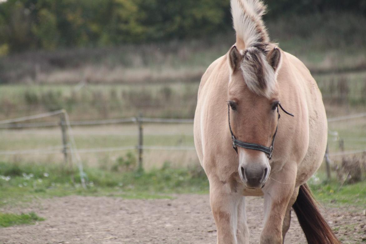 Fjordhest - Fabel Stanstorp billede 8