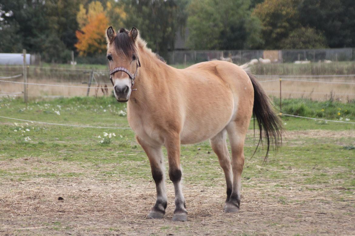 Anden særlig race - Bullit † billede 8