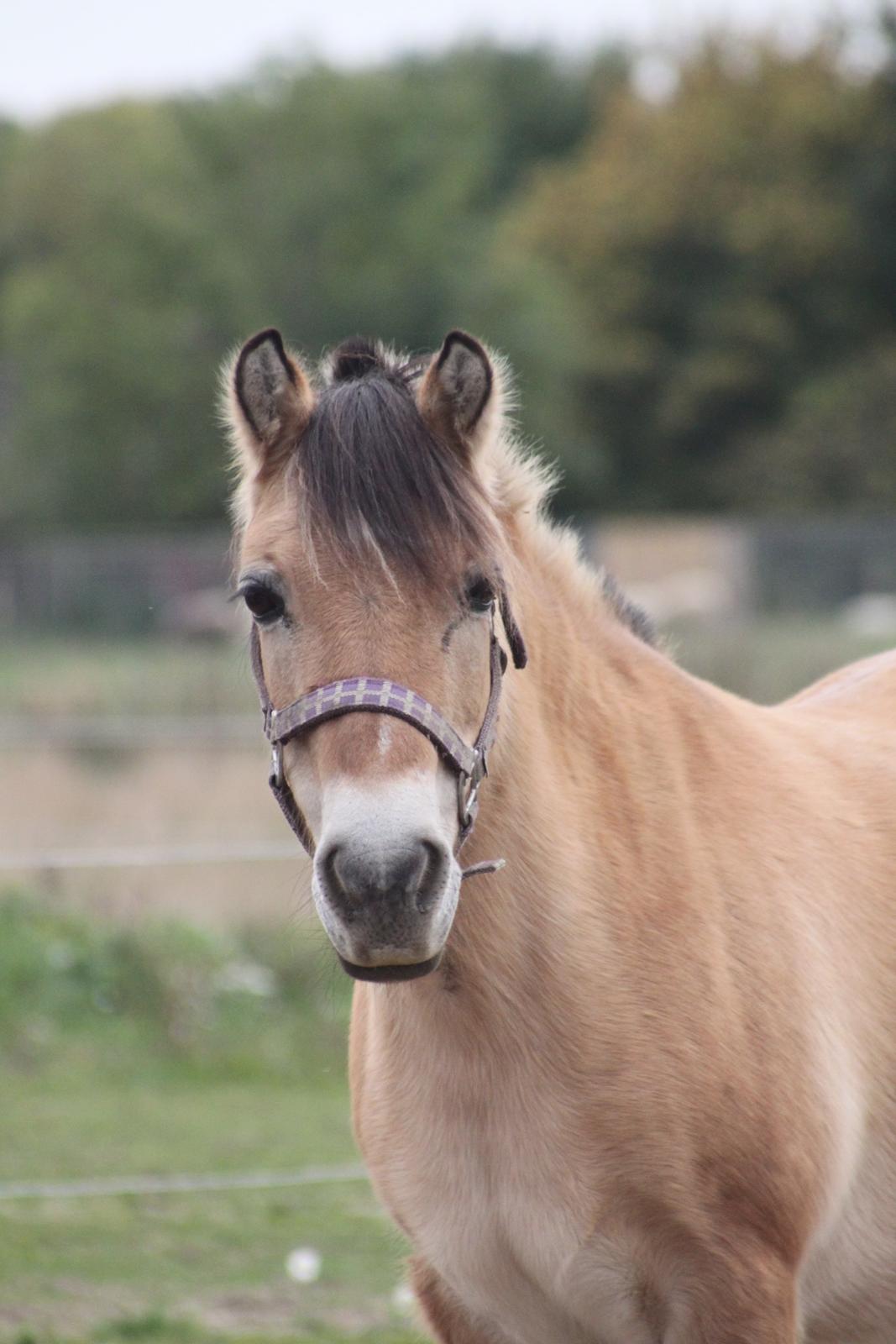 Anden særlig race - Bullit † - Velkommen til Bullits profil :) billede 1