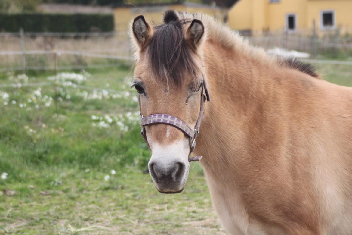 Anden særlig race - Bullit † billede 9