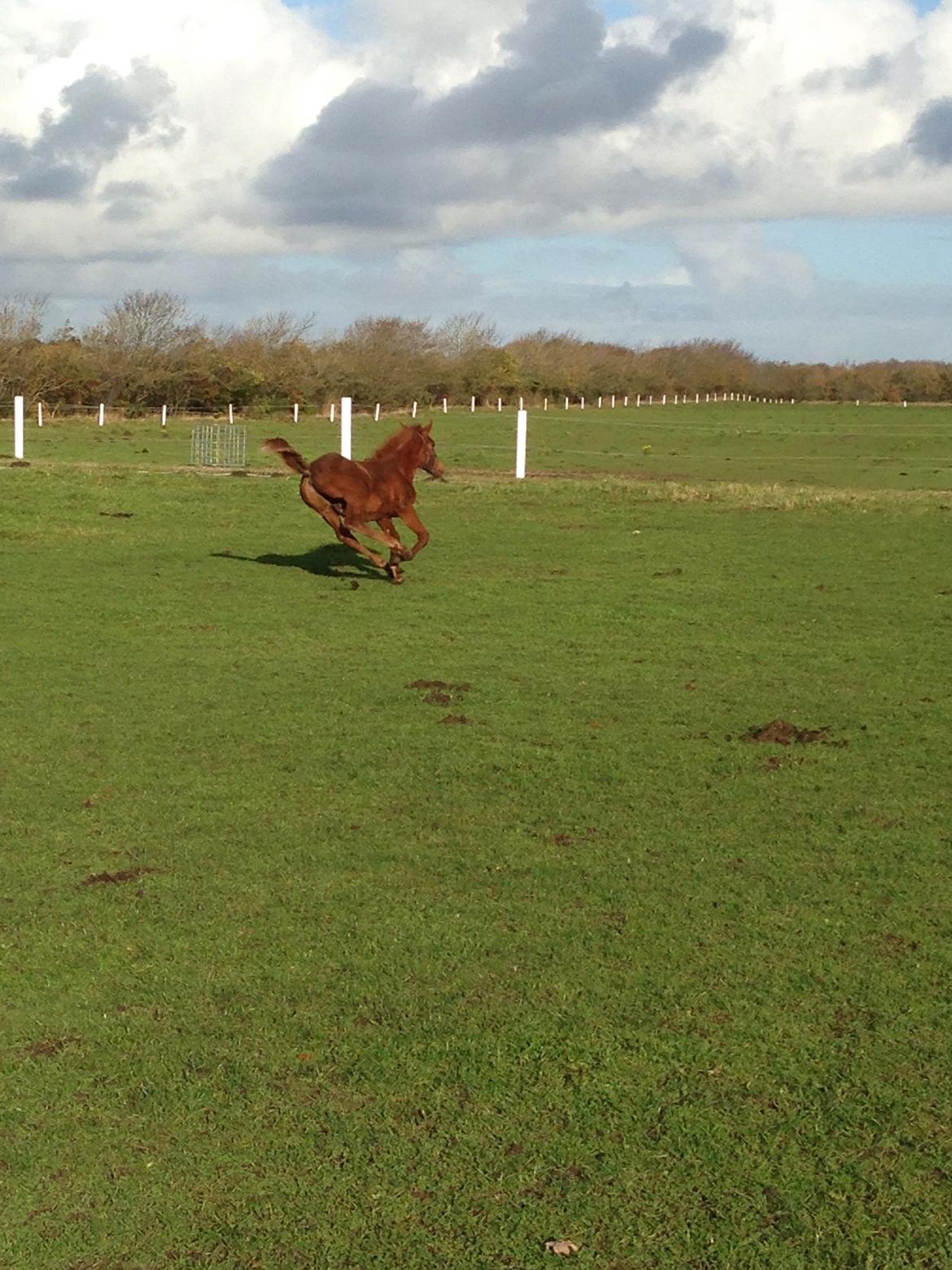 Palomino Holms Mr Duddits billede 24