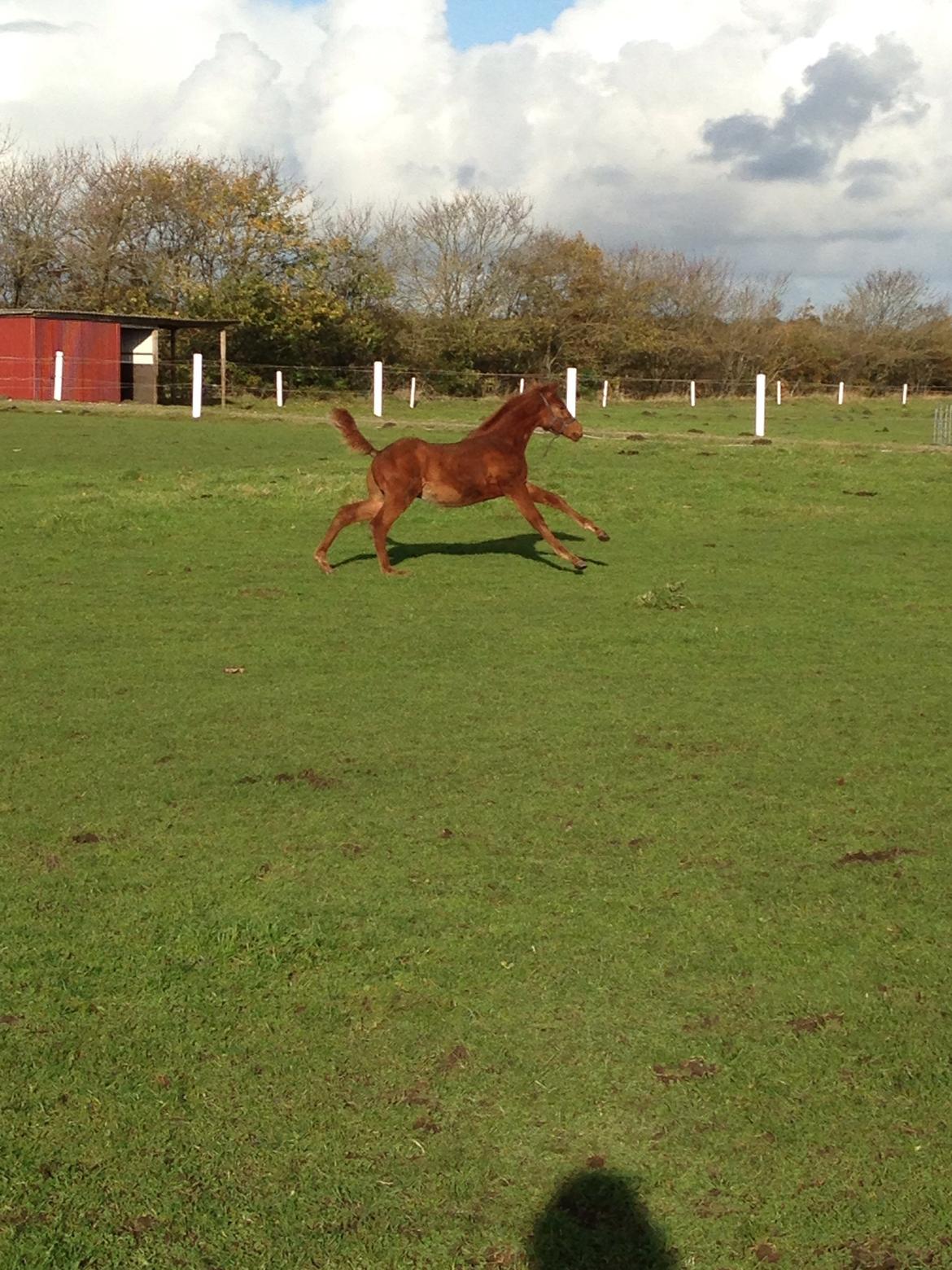 Palomino Holms Mr Duddits billede 25