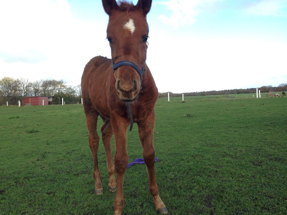 Palomino Holms Mr Duddits billede 26