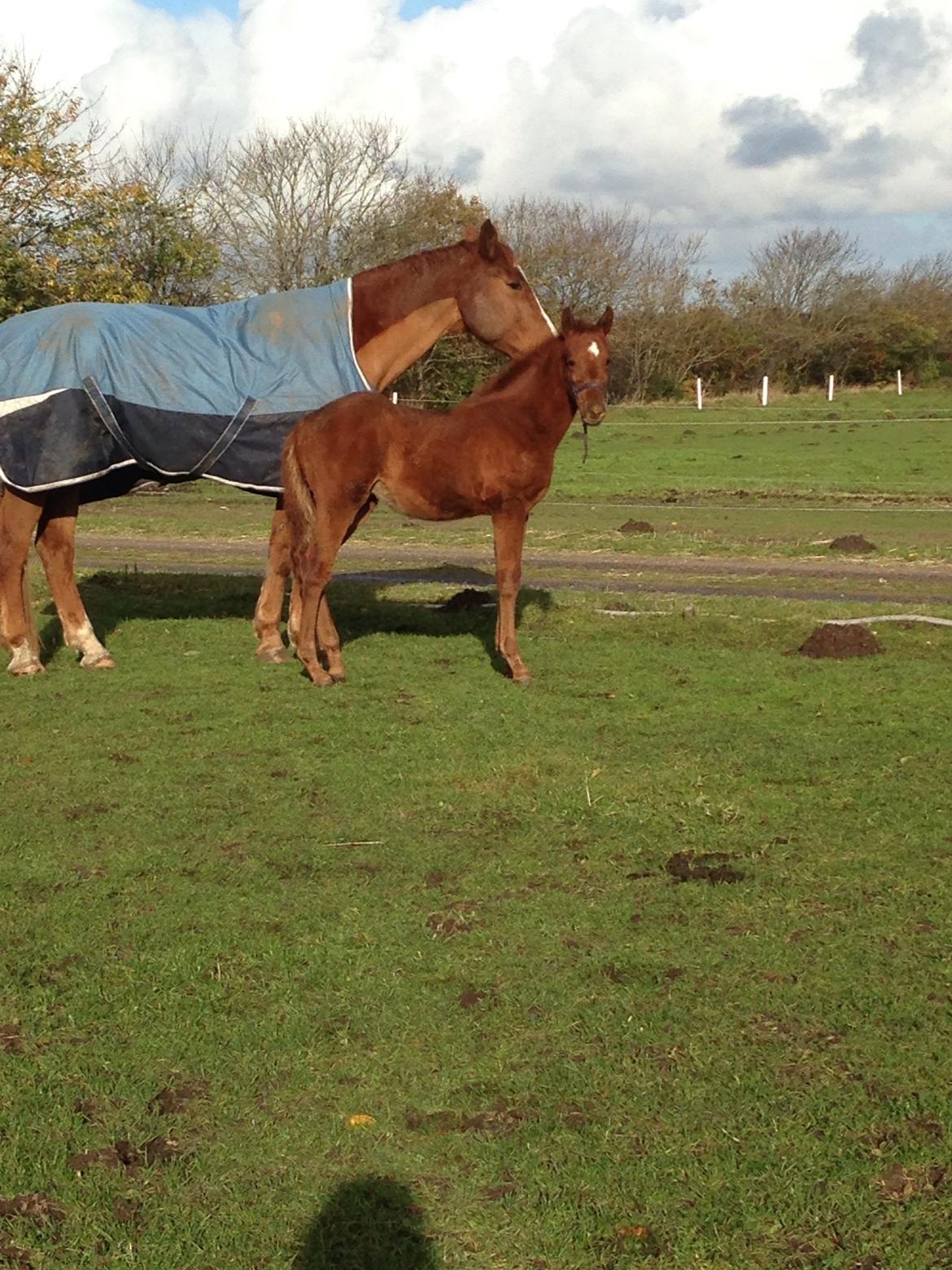 Palomino Holms Mr Duddits billede 27