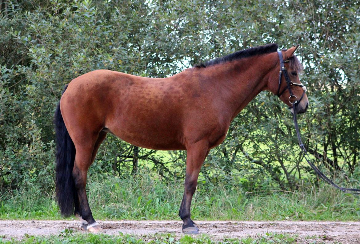 New Forest Vangsgaard's Vanity [Tidl. part] - Foto: Mig billede 3