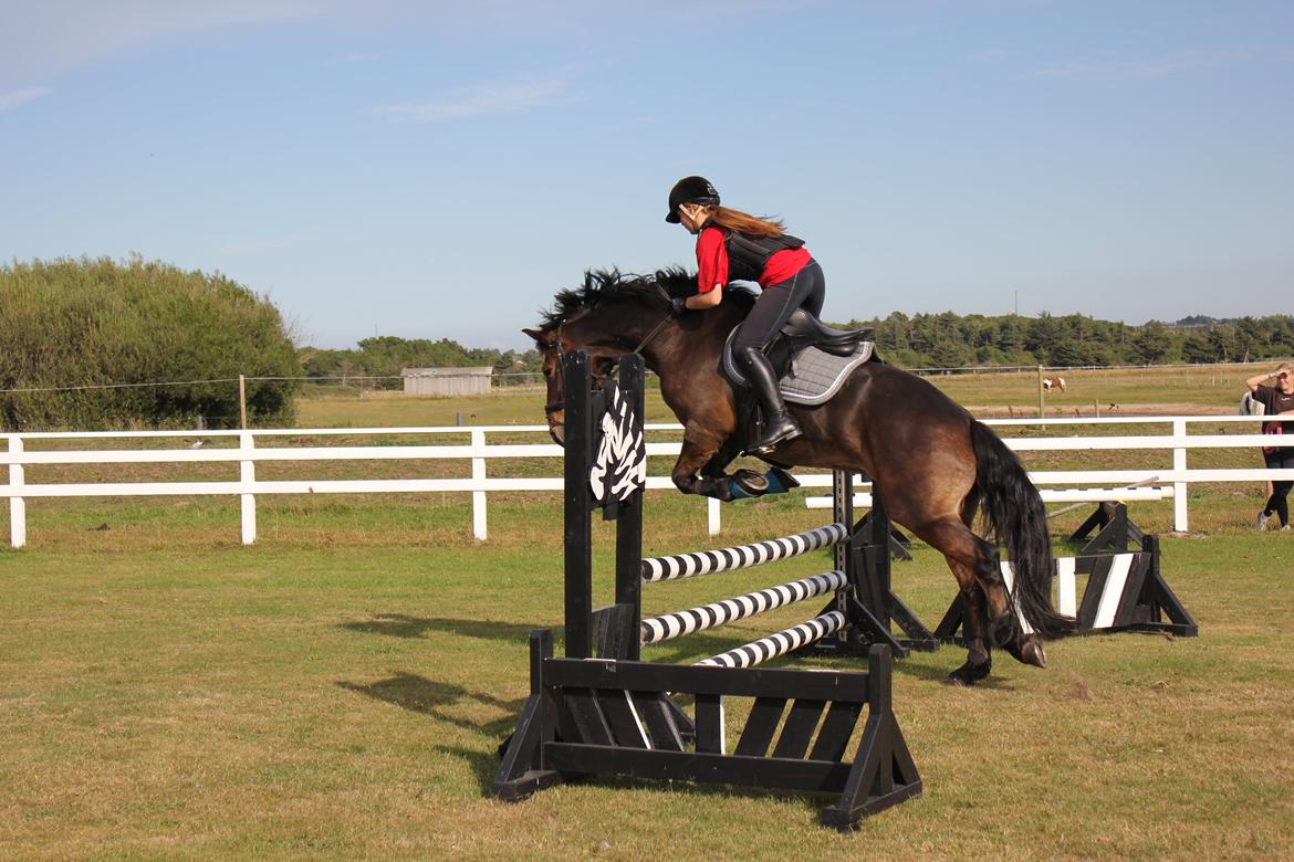 Anden særlig race Victoria billede 13