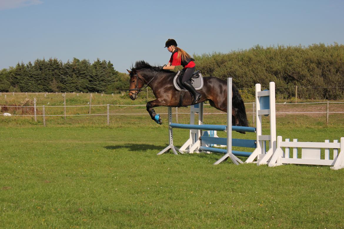 Anden særlig race Victoria billede 14