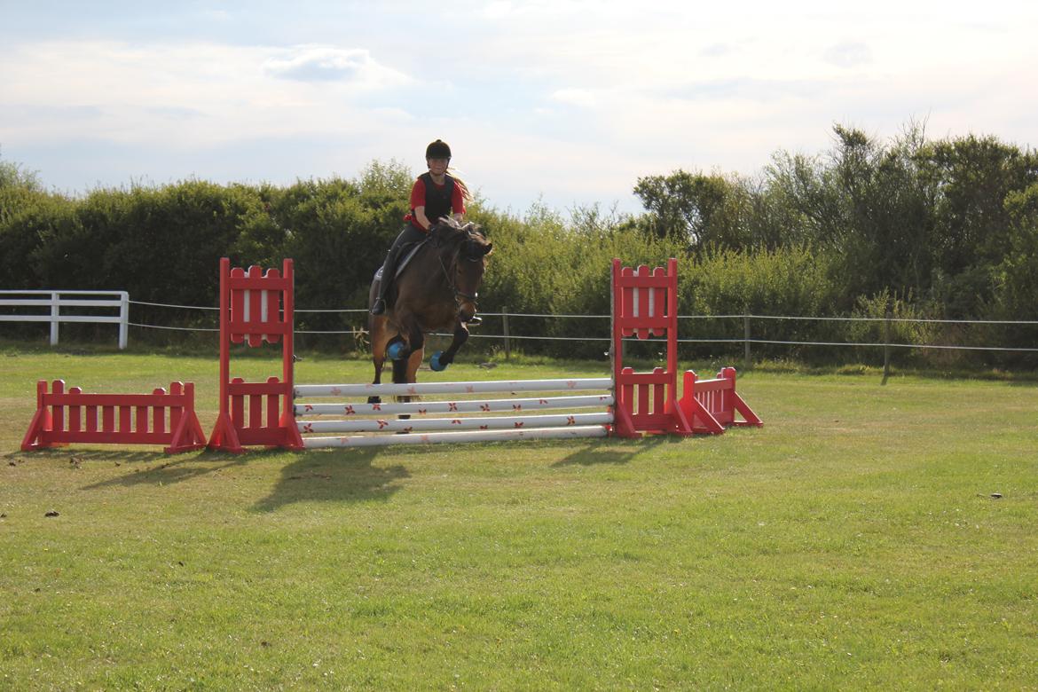 Anden særlig race Victoria billede 16