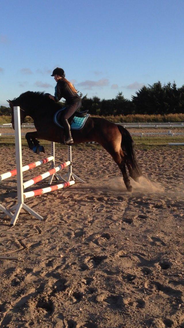 Anden særlig race Victoria billede 17