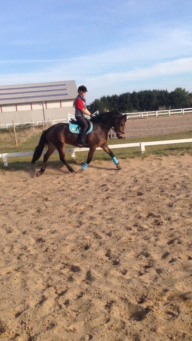 Anden særlig race Victoria billede 18