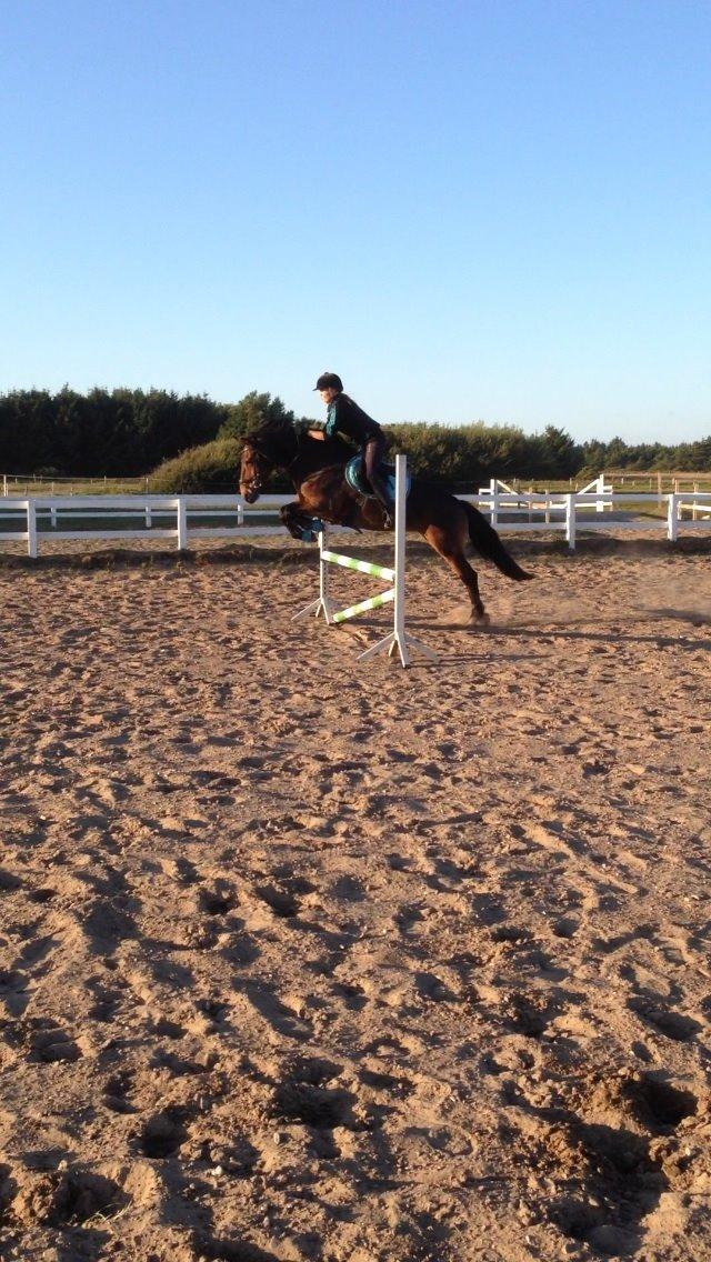 Anden særlig race Victoria billede 19