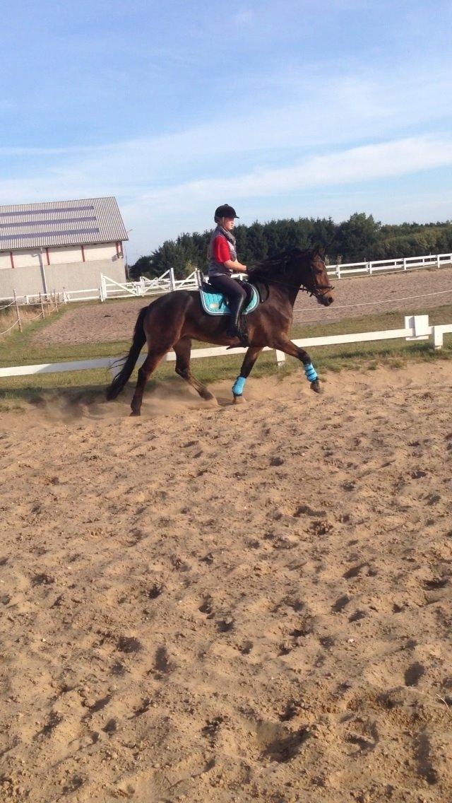 Anden særlig race Victoria billede 20