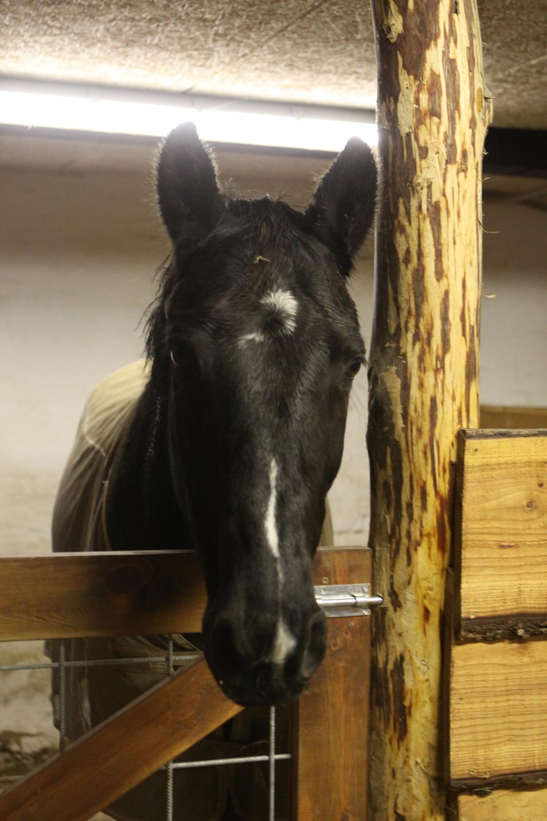 Anden særlig race Mowgli - Mowgli i boksen efter han kom hjem, stadig lidt bedugget af bedøvelsen :-) billede 3