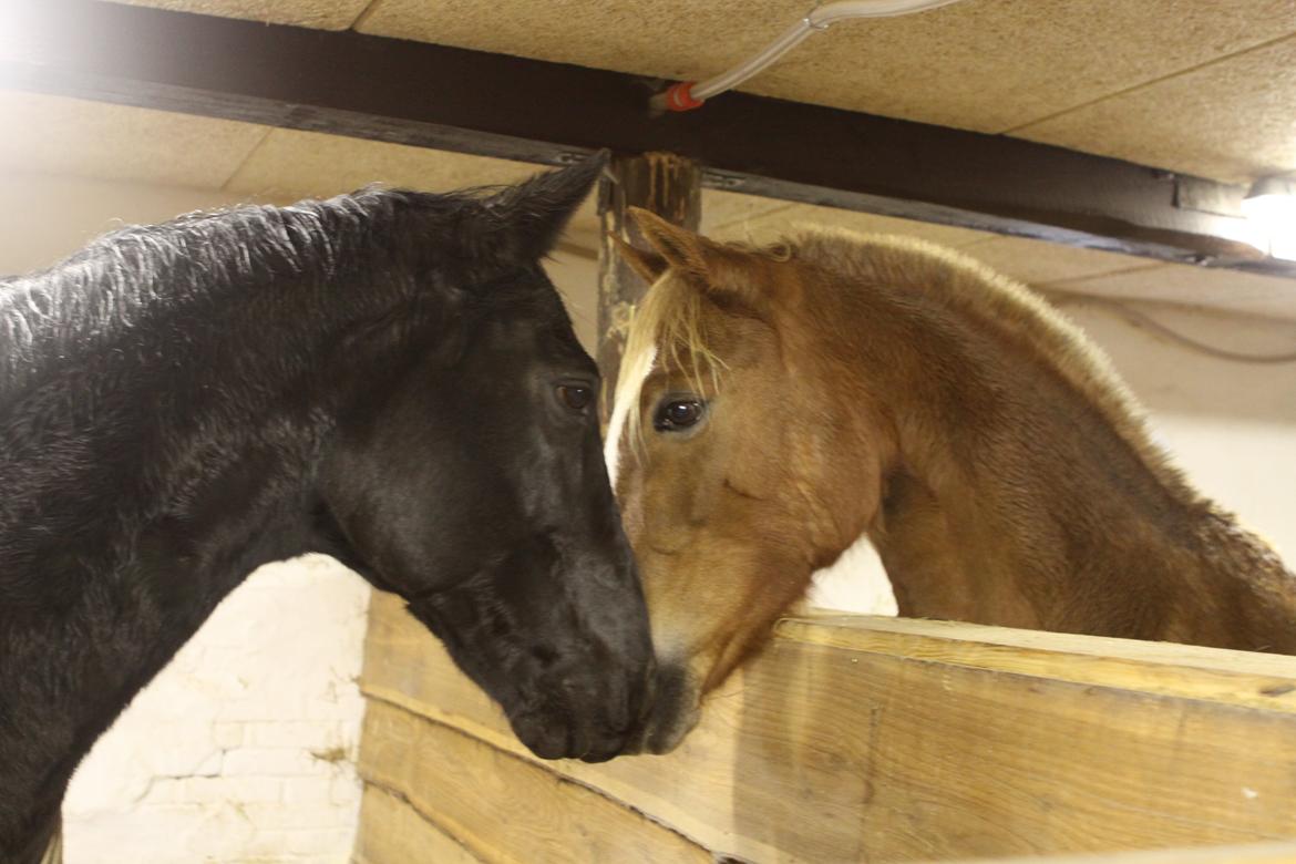 Anden særlig race Mowgli - Jess hilser på Mowgli :-) billede 4