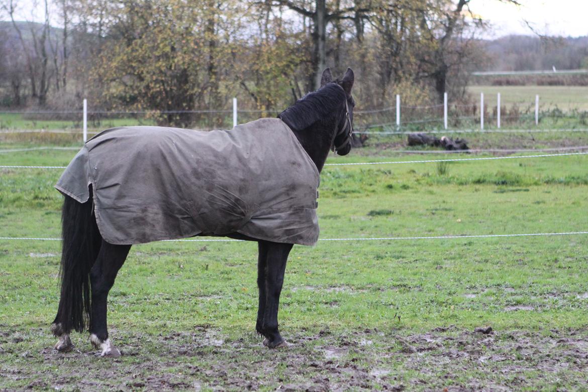 Anden særlig race Mowgli billede 5