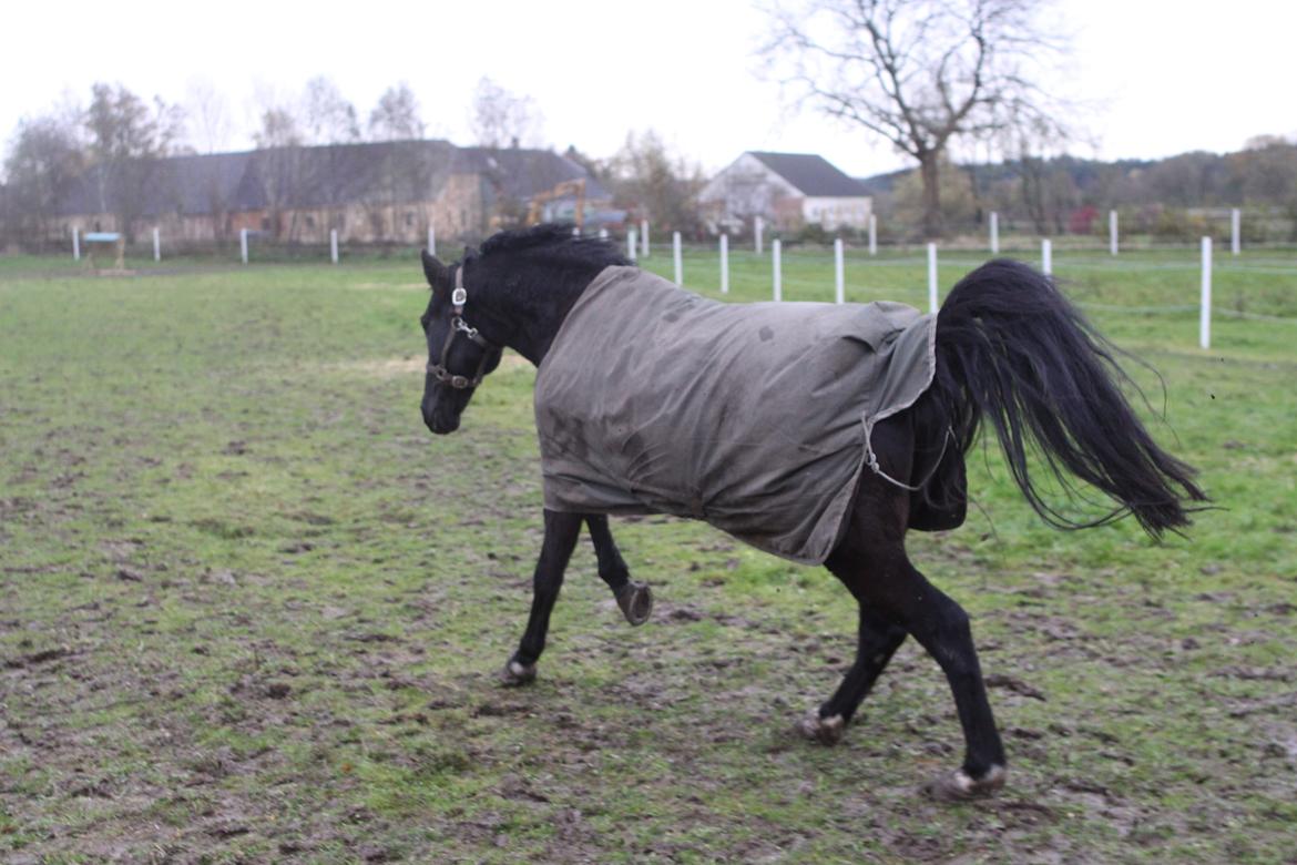 Anden særlig race Mowgli - Gir den gas på folden efter en times tid i boksen for at vågne af bedøvelsen :-) billede 6