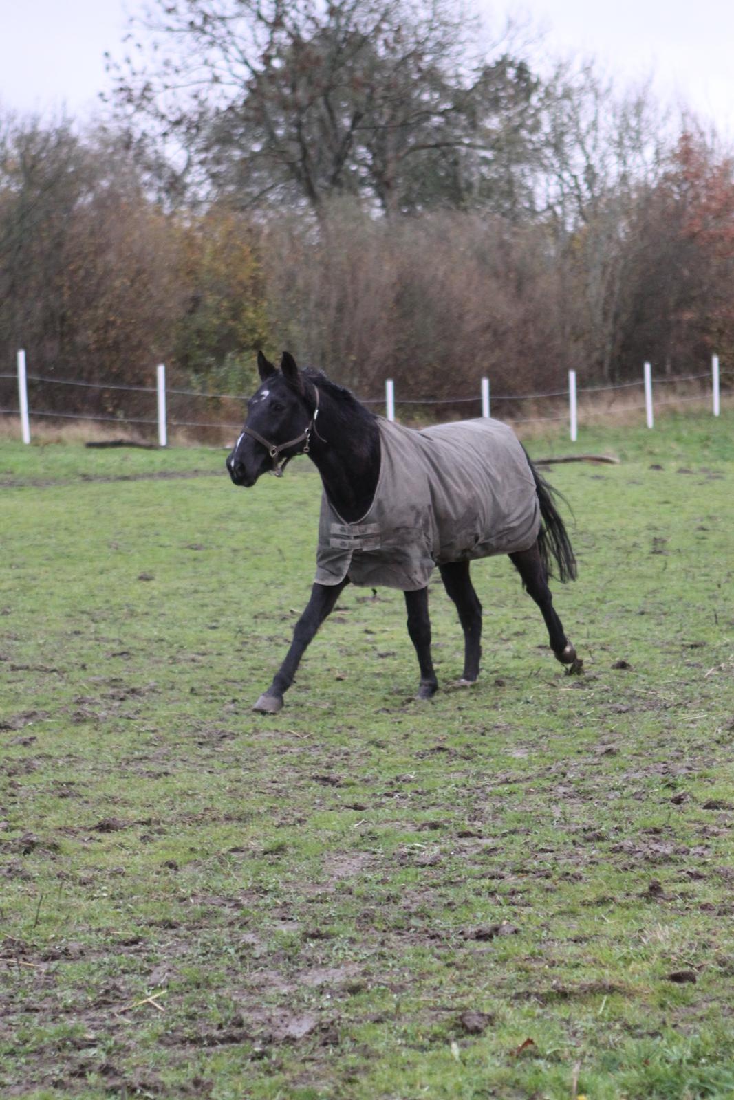 Anden særlig race Mowgli billede 7