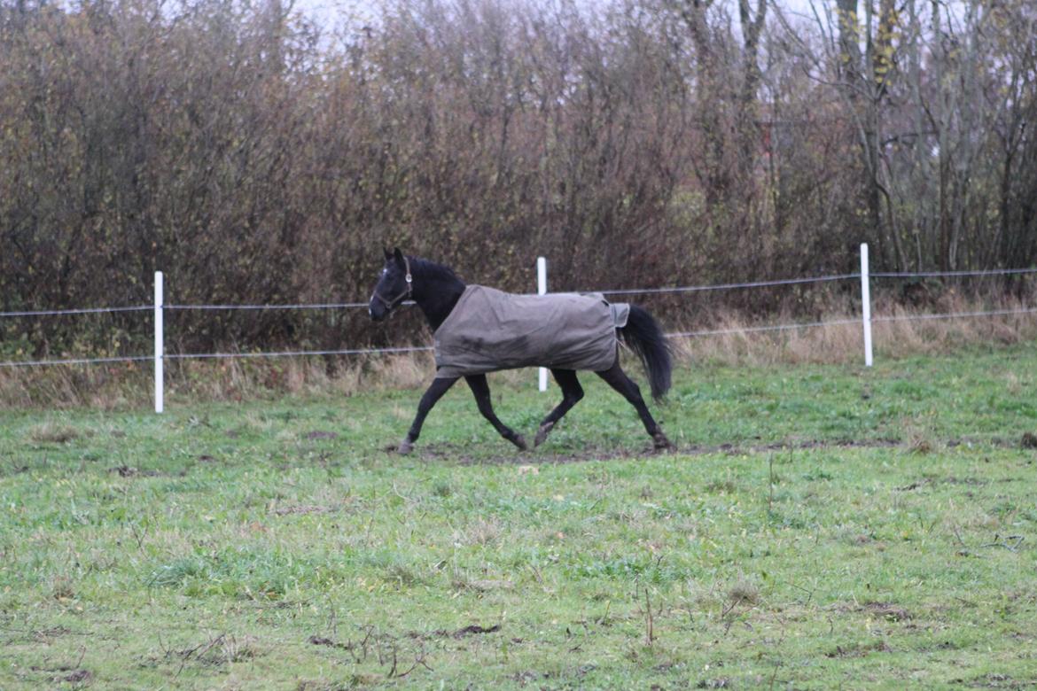 Anden særlig race Mowgli billede 8