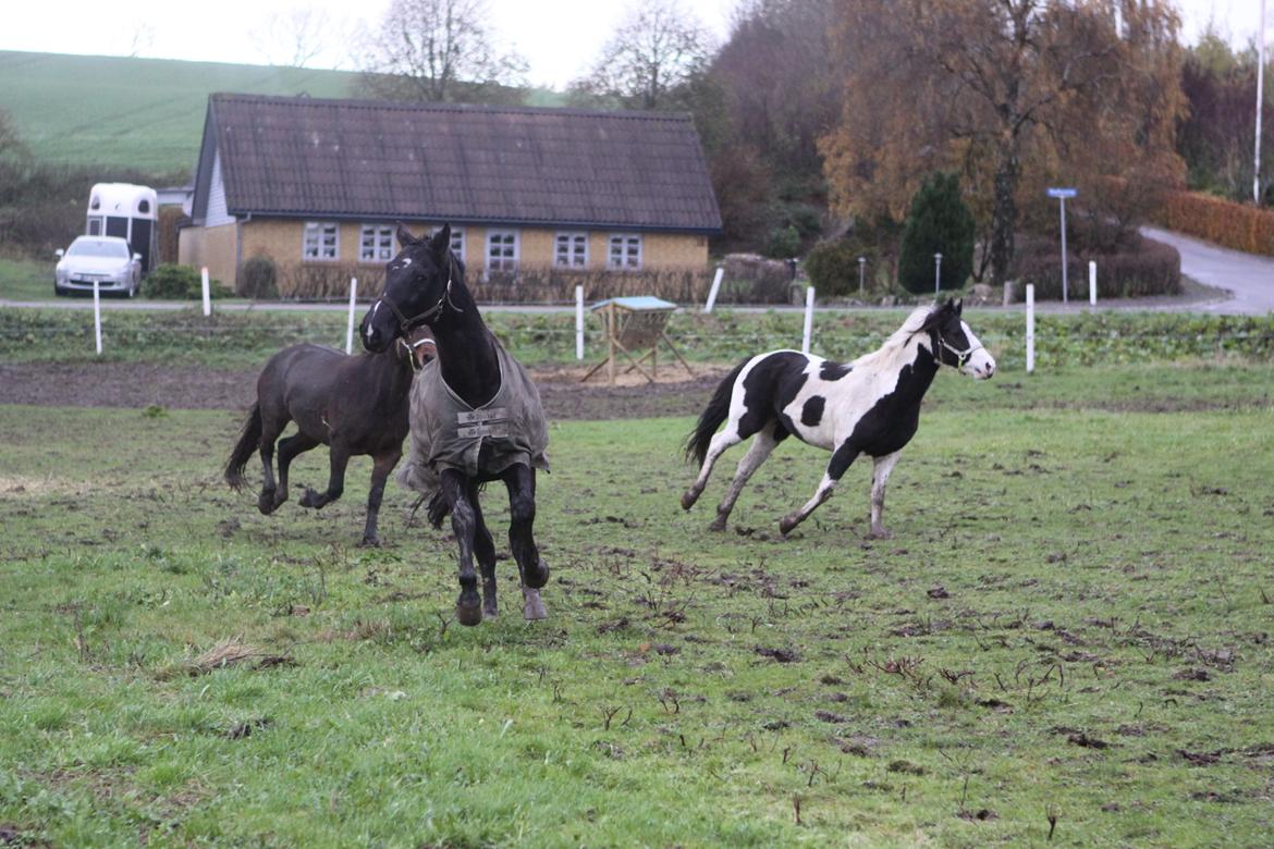 Anden særlig race Mowgli billede 9