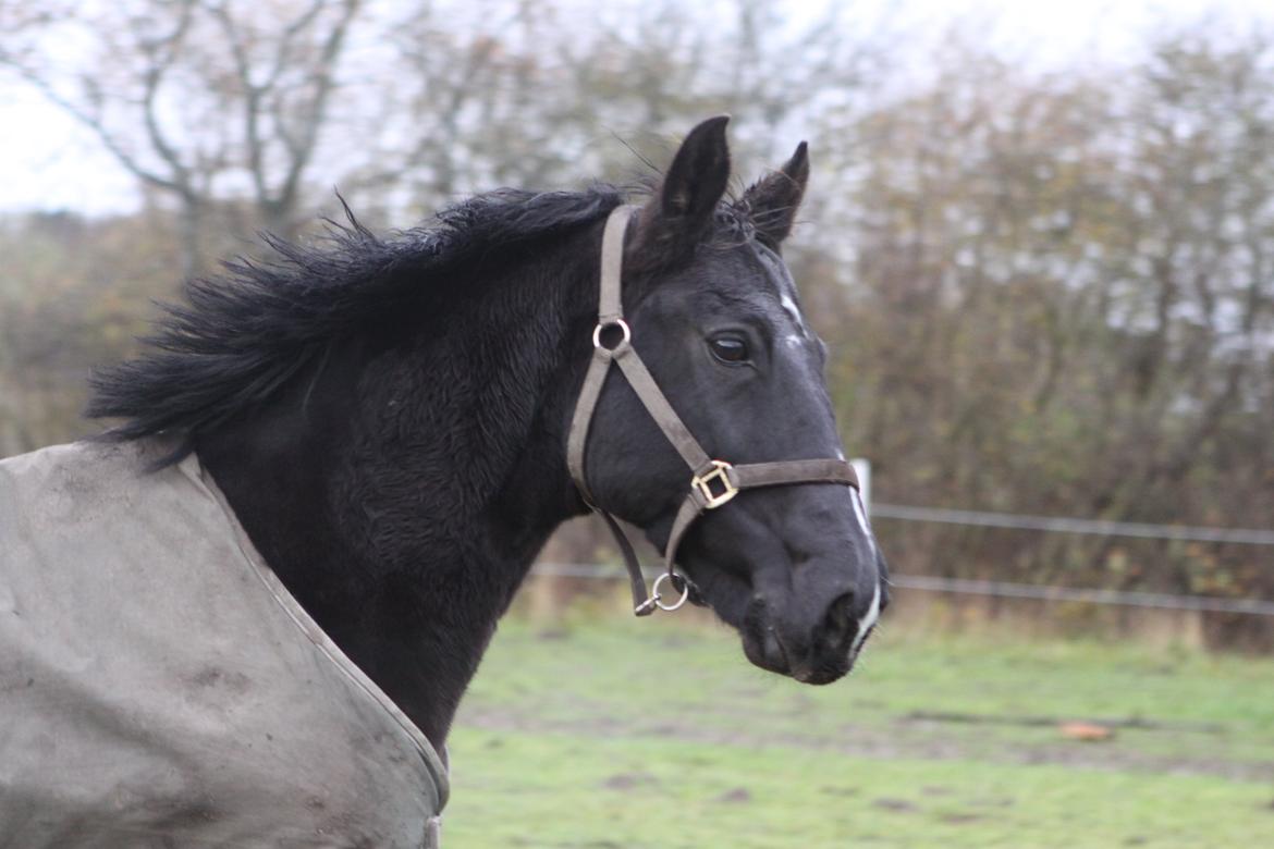 Anden særlig race Mowgli billede 10