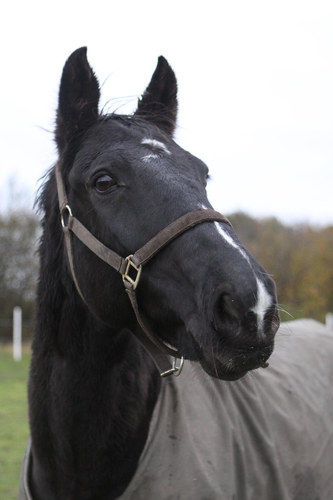 Anden særlig race Mowgli - Smukke Mowgli, det var rart at se ham "vågen" - Så ham kun 10 min inden han blev bedøvet da vi hentede ham :-)  billede 11