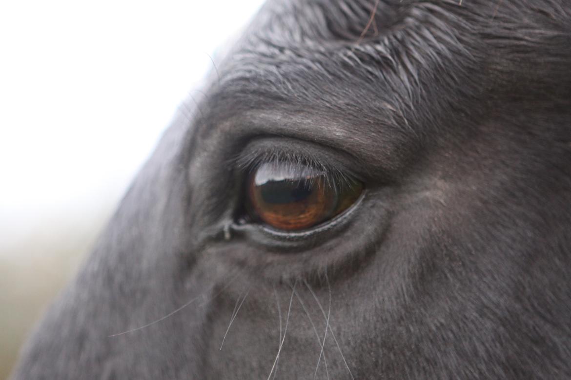 Anden særlig race Mowgli billede 12