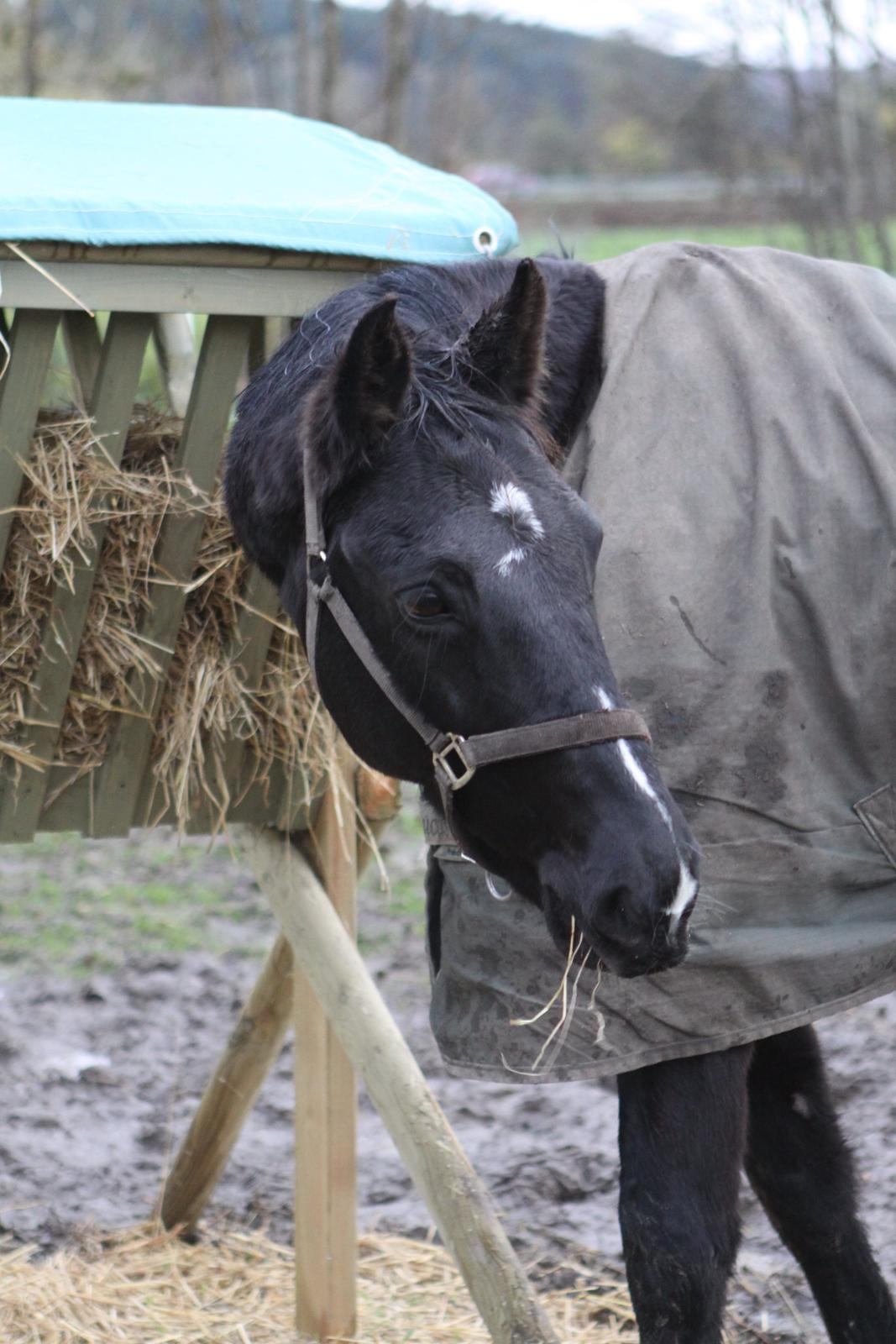 Anden særlig race Mowgli billede 13