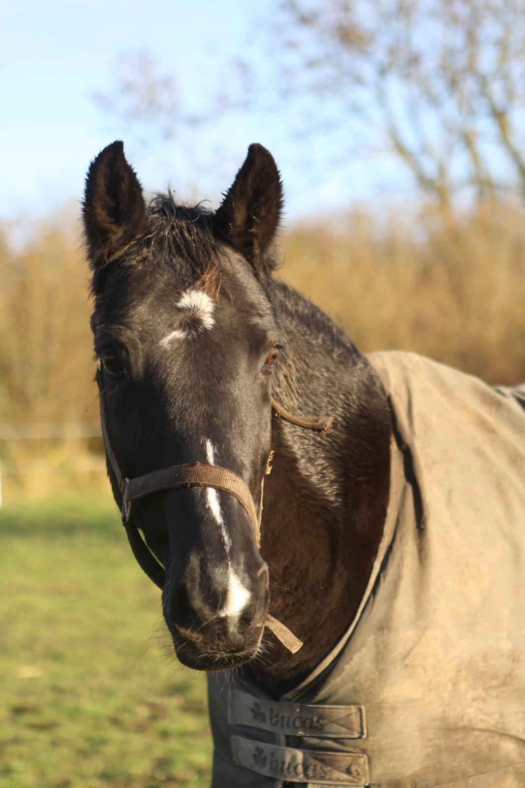 Anden særlig race Mowgli - Mowgli dagen efter han kom hjem :-) billede 14