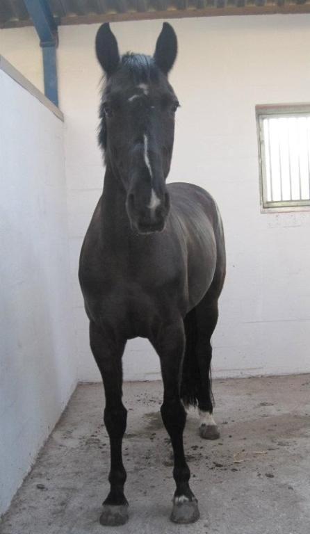 Anden særlig race Mowgli - Det eneste billede jeg så af ham inden jeg besluttede at hente ham mandag :-)  billede 18