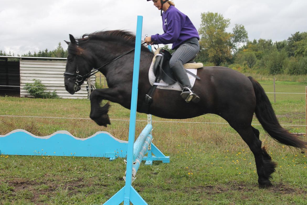 Fell pony Green Meadow Fleur - Jeg sider lidt dumt, men da det er i dressur sadel og at hun er meget stor for mig, da jeg er plager at spring på Lasse og der er 10 cm forskel på højden, men det er det bedste billede jeg har:-) billede 20