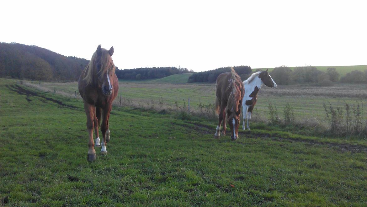 Pinto Araber Safhia billede 4